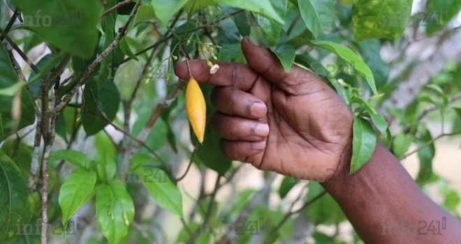 Savoirs ancestraux volés&nbsp;: Le Gabon doit réagir face à la biopiraterie&nbsp;!