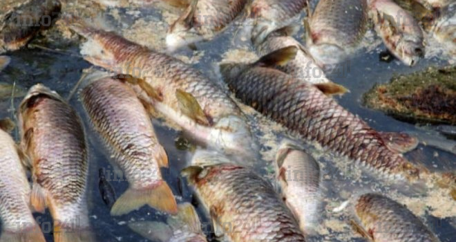 Poissons morts dans l’Ogooué&nbsp;: le Gabon suspend les activités de pèche dans la zone sinistrée