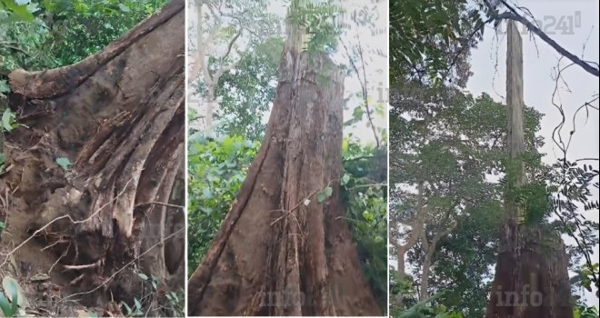 Gabon&nbsp;:  Un arbre pourtant coupé &laquo;&nbsp;ressuscite&nbsp;&raquo; et sème la panique à Okok, près de Bitam 