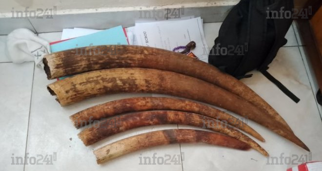 Trafic de faune à Port-Gentil : trois présumés braconniers arrêtés avec cinq pointes d’ivoire