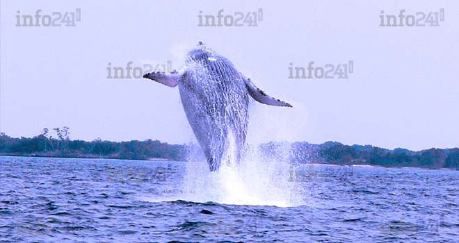 Le Gabon et l’Afrique du Sud seuls défenseurs africains des baleines