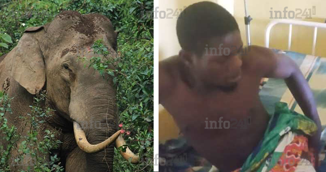 Makokou&nbsp;: Attaqués par un éléphant, deux jeunes gabonais échappent à une mort certaine