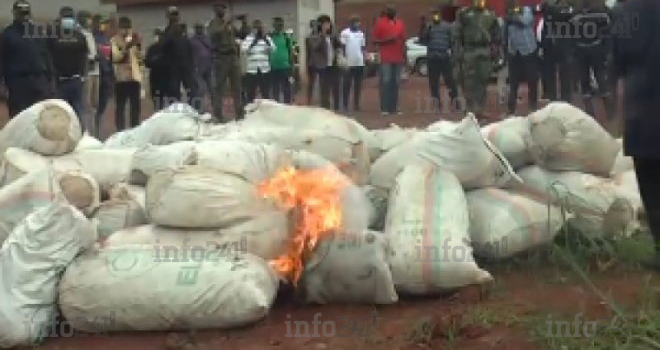 Cameroun : les douanes font une saisie record de 250 kg de cannabis dans la capitale