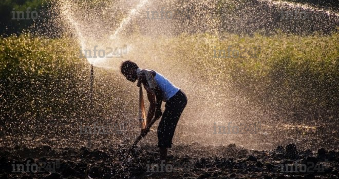 Banque mondiale&nbsp;: Une meilleure répartition de l’eau agricole pourrait générer 245 millions d’emplois durables