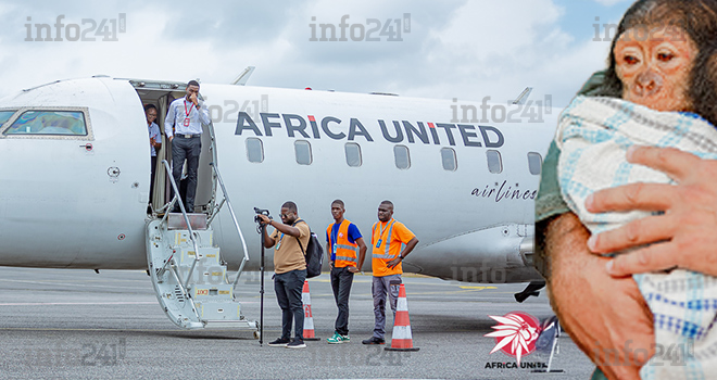 Gabon : Africa United Airlines vole au secours d’un bébé chimpanzé orphelin de Tchibanga à Franceville
