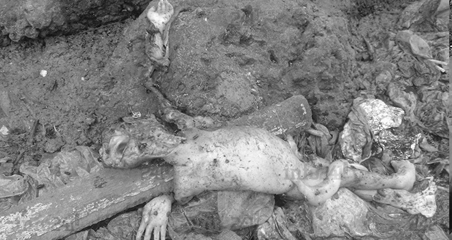 Un nouveau-né abandonné puis dévoré par des canidés à Belle-Vue 2